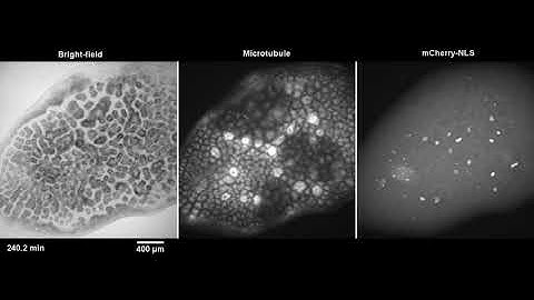 Cell-like compartments form and divide in a Xenopus egg extract
