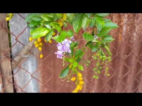 Cây chuỗi ngọc hoa tím quả vàng