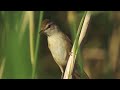 Paddyfield Warbler Paddyfield Warbler