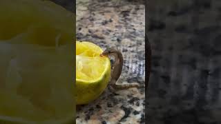 Kitchen surprise