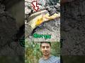 Fish Emerges from Cracked Earth – Shocking Nature Moment! #shorts #shortvideo #viralvideo