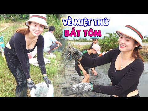Cùng Bích Hương Trải Nghiệm Bắt Tôm Trên Ruộng Và Cảnh Thu Hoạch Tôm Của Bà Con Miền Tây
