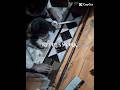 Day 9 cinematic shorts 🥵#trending #viralshorts #viral #shortsfeed #shorts
