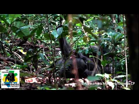 Application of Insects to Open Wounds by Wild Chimpanzees in Gabon