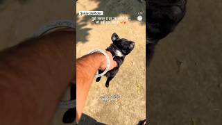 Most cute video on internet today🐶❣️🥰 #puppy #shortsfeed #youtubeshorts