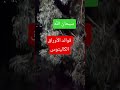 فوائد الأوراق الكاليتوس