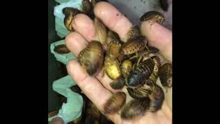 Dubia Roaches!!!
