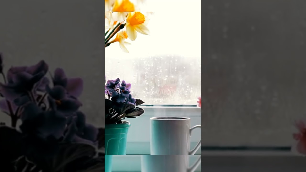 Chai song ! Chaye song ! Tea Song ! Chai Lover ! Tea Lover ! Chaye Lover ! chai ! Tea ! Chaye 