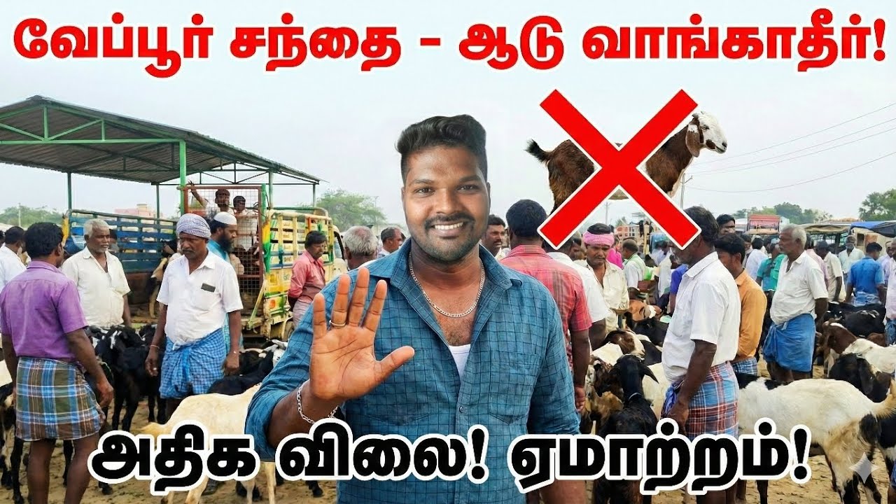 வேப்பூர் சந்தையில் ஆடு வாங்கலாமா? உண்மை நிலவரம் என்ன? #VeppurMarketPrice #VeppurUpdates #Vivasayam