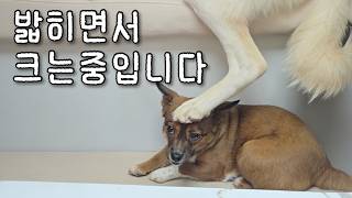 임보 5개월,해외입양도 알아보게 되었습니다ㅣ1인가구 유기견 임시보호