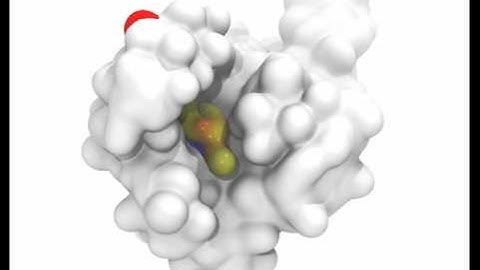 Phospholipid Enters Receptor