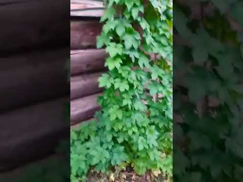 Птичье гнездо в