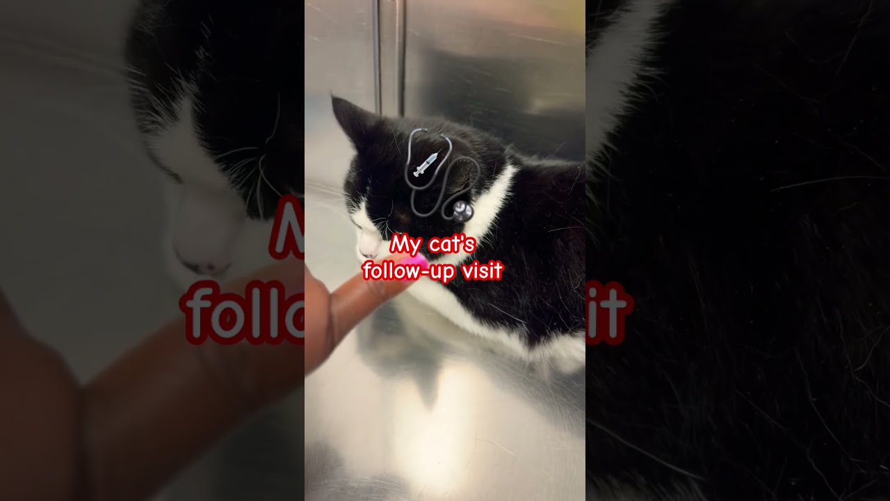 Blood Spotting Follow Up Visit For My Girl Charlotte Subscribe Cat Viralvideo Shorts Like
