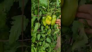 Summer 2022 Tomatoes