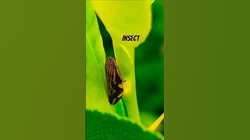 #insect #macro #nature #insects #naturephotography #macrophotography #insectphotography
