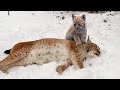 Der Luchs trauerte um seine Mutter und hoffte nicht mehr auf Erlösung - was als nächstes geschah..