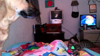 Iris Vs. Zorro Cat And Dog Wrestle