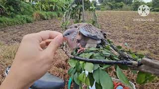 Download Lagu เช็คนกต่อ ออกตามตัวหมาย #เจ้าสุดหมาน ยอดนกต่อคารม จัด2แต้ม สนใจโทร095-6301417.IDไลน์085-3062075. MP3