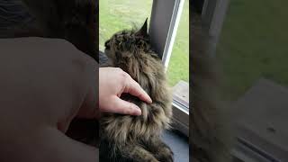 Ginger in the Window