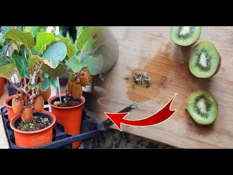 Kividen kivi nasıl yetiştirilir ? / How to grow kiwi from seed ?
