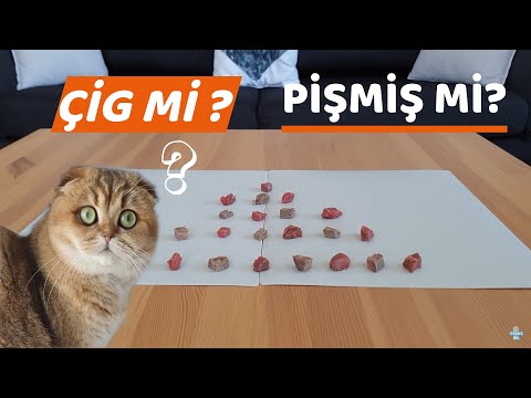 Video: Evcil Bir Kedi çiğ Etle Beslenebilir Mi?