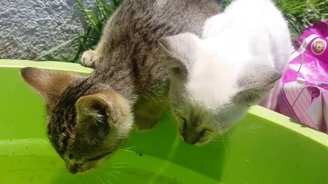 1123- BICHARADA numa manhã ENSOLARADA