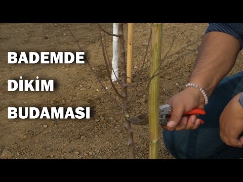 Video: Akasma özellikleri, Dikim Yeri Seçimi, Budama Grubu