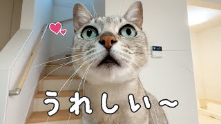 家事が終わるだけでも鳴いて喜んでくれる猫たち