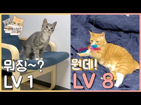 리랑자이너 vs 아리신선