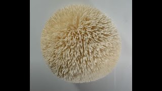 种蘑菇：如何种出漂亮猴头菇 (1/7/2022)