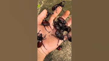 Bọ cánh cứng sừng dài #shorts #short