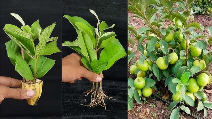 5 Ways To Grow Guava Plants From Cuttings A 100% 2024