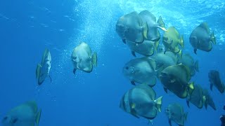 Best of diving Raja Ampat (HD)