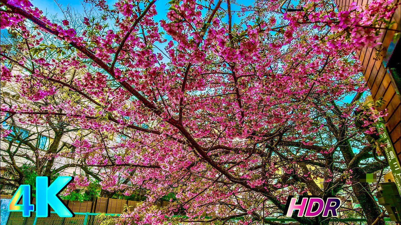 Yushima Tenjin, Plum blossom (February), a frame from the walk