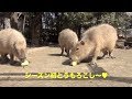 シーズン初とうもろこし　大宮公園のカピバラたち