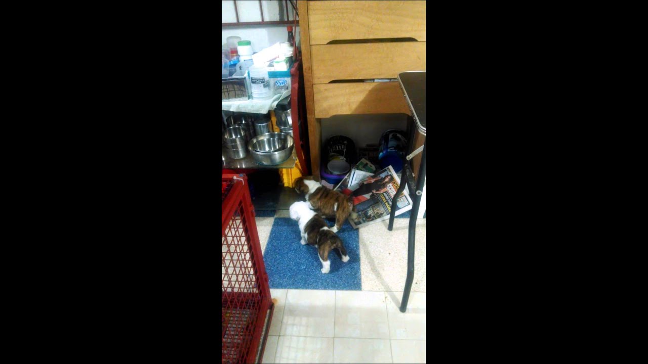 D'Nahros Star; Melvin & Toño puppy paradise