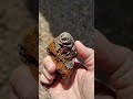Hidden Fossil Coral in Southern New Mexico