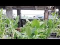 promo seru plant kenop
