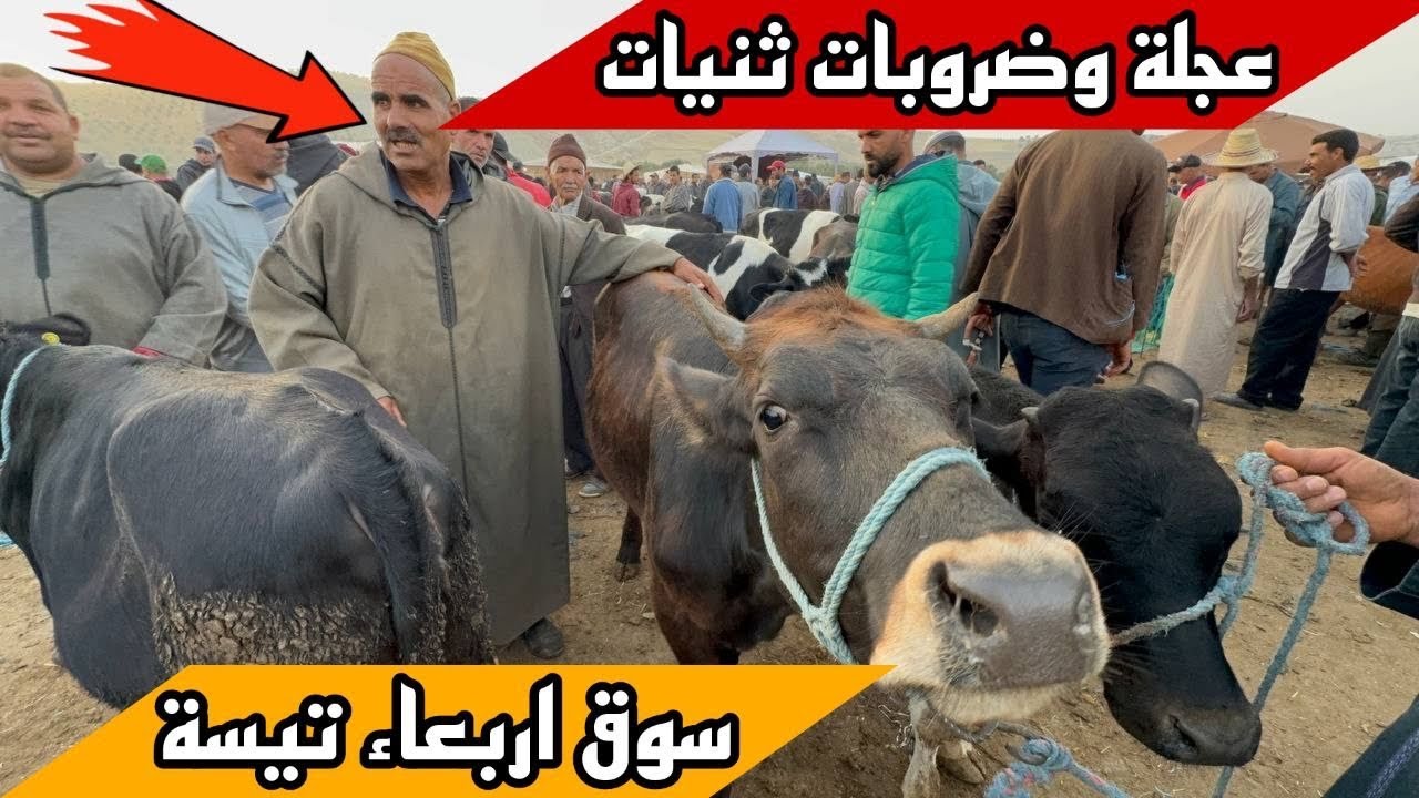 عجلة و ضروبات ثنيات سنين لحليب تالعيد الأضحى فسوق الأربعاء تيسة اقليم تاونات 05/06/2024