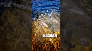 It Starts Here. MAGDRAFT Underwater｜Megabass