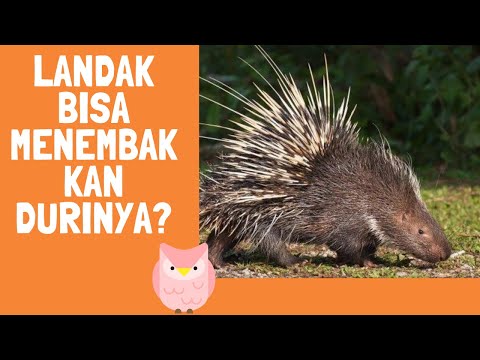 Video: Apakah landak menembakkan durinya?