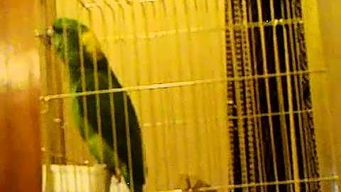 يلونابد 2008 يقرأ سورة الاخلاص