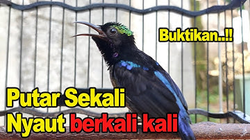 KONIN GACOR FULL TEMBAKAN || COCOK UNTUK MASTERAN & PANCINGAN KOLIBRI NINJA BAHAN