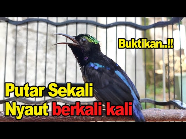 KONIN GACOR FULL TEMBAKAN || COCOK UNTUK MASTERAN & PANCINGAN KOLIBRI NINJA BAHAN class=