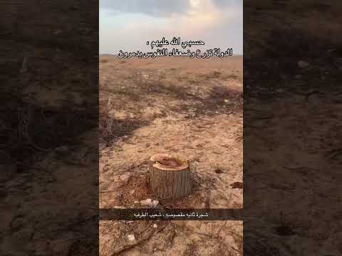 احتطاب جائر شعيب الطرفيه القصيم بريدة حائل عنيزة البكيرية الرس شقراء المذنب اشيقر الرياض