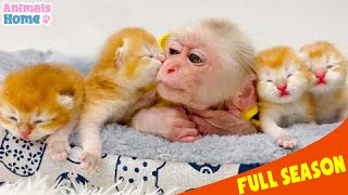 Smart Obi helps dad take care of kittens | Full Season