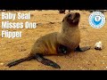 Baby Seal With Missing Flipper Encountered During Rescue