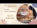 Уроки кота Гарварда.  Фразеологія. &quot;Сердечні&quot; фразеологізми.