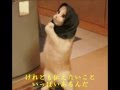 さよならにも意味があって... 小田純平  ネコカラ 唄:八代千若