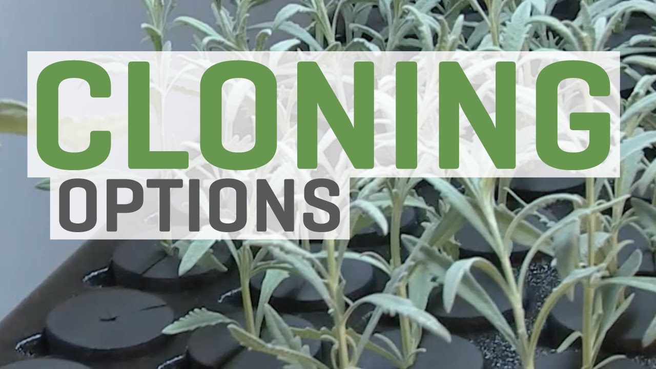 Cloning Plants—You Have Options! - YouTube